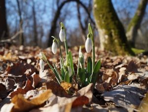 Spring Equinox