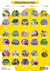 Great Plants for Bees